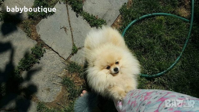 Померан за разплод, снимка 8 - Померан - 21816398