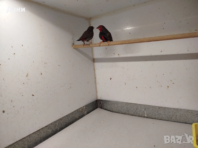 Синя пеперуда мъжка, емблема пикта чифт. , снимка 3 - Амадини - 52952333