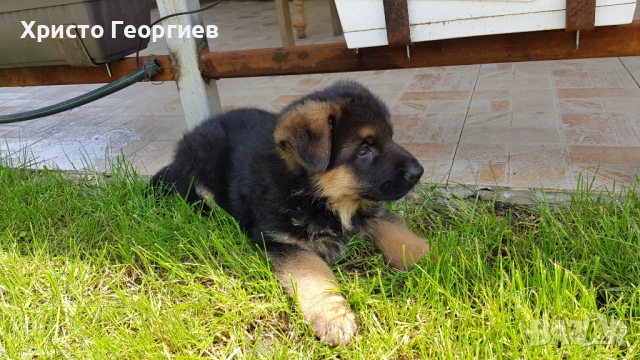 Развъдник”Georgiev Nouse”продава малки чистокръвни немски овчарки женски, снимка 8 - Немска овчарка - 51432181