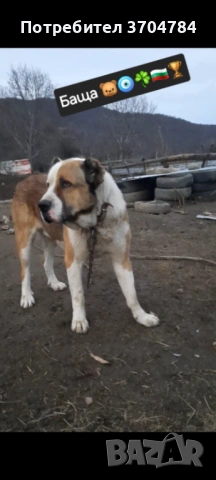 Продавам Сао алабай , снимка 7 - Алабай - 53403323