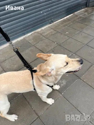 Разходки на кучета, снимка 13 - Ветеринари и услуги - 46600321