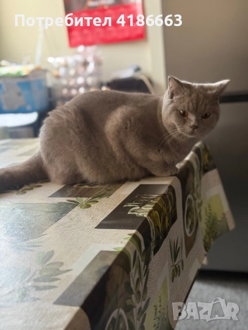 Късокосмест британец за разплод, снимка 7 - Британска късокосместа - 52215816