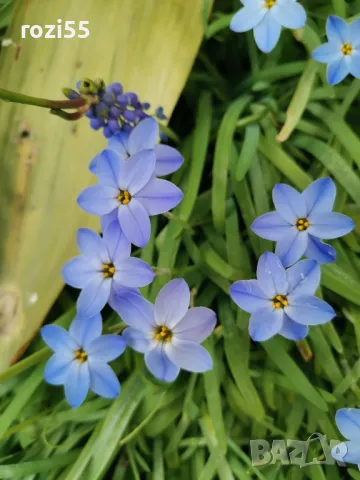 Продавам многогодишни студоустойчиви цветя от моята градина на гол корен., снимка 3 - Градински цветя и растения - 49873504