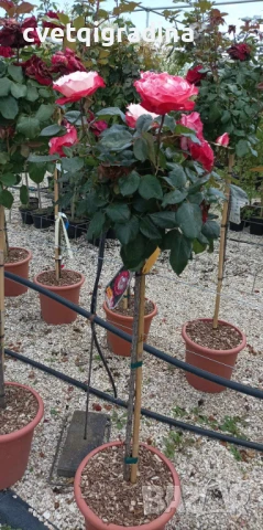 Щамбовидна роза Rosa ‘Nostalgie’ (Роза ‘Носталгия’), снимка 2 - Градински цветя и растения - 50557609