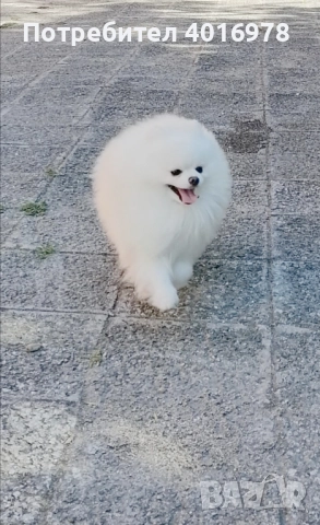 Померан момче с Родословие fci, снимка 6 - Померан - 48412694