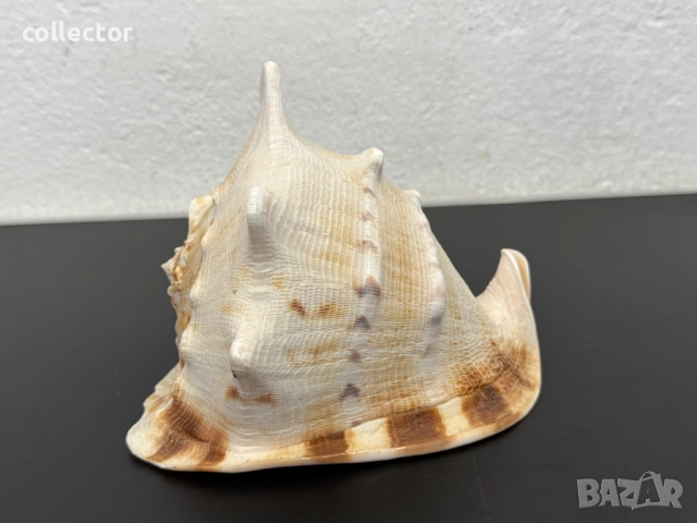 Гигантска морска раковина. №7779, снимка 3 - Други ценни предмети - 52876893