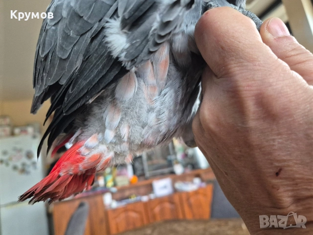 Жако налично, снимка 2 - Папагали - 53581524