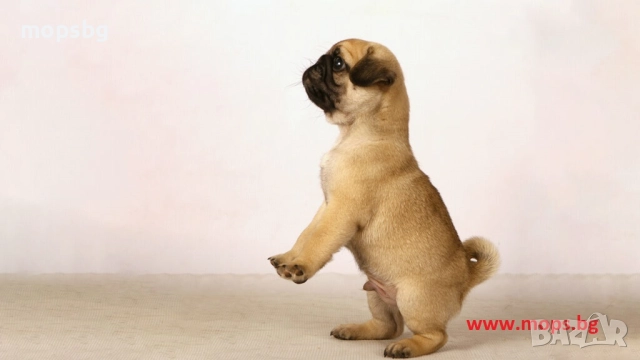 Истински бебета Мопс чистокръвни с родословие, снимка 7 - Мопс - 789749