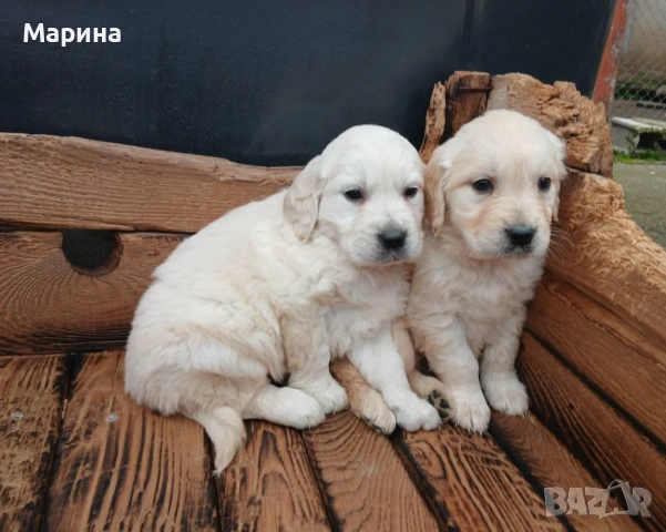 Голдън ретривър мъжки и женски