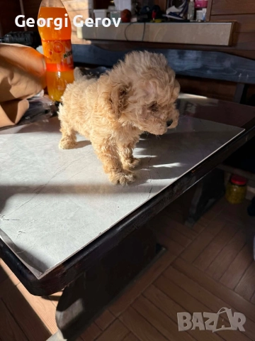 Продавам мини пудел, снимка 3 - Пудели - 52936217