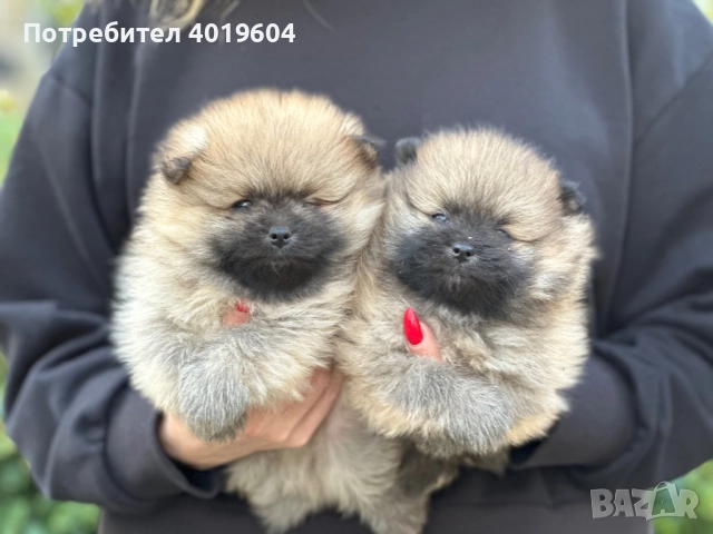 Померан померанчета, снимка 3 - Померан - 52504749
