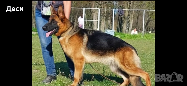 немско овчарско куче, снимка 5 - Немска овчарка - 52870357