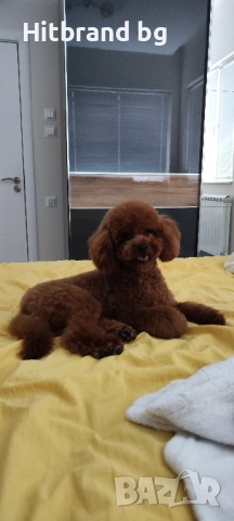 Той Пудел за разплод , снимка 7 - Търси партньор - 50954525