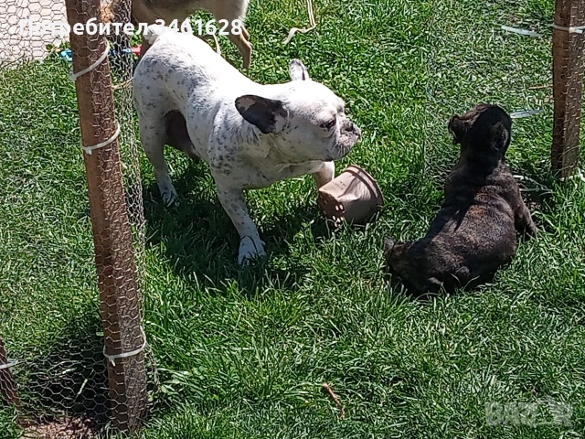 френски булдог , снимка 3 - Френски булдог - 53162420