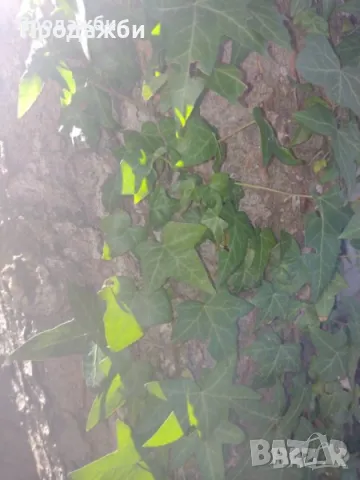 Бръшлян, снимка 1