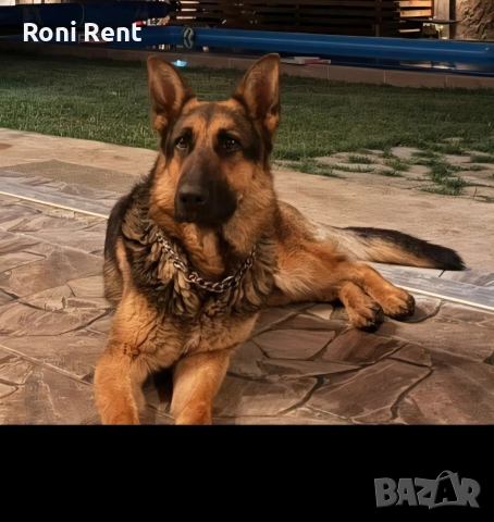 Немски Овчарки !, снимка 8 - Немска овчарка - 52650450