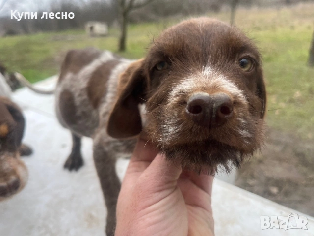 Кучета за трюфели, снимка 4 - Кокер шпаньол - 53373963