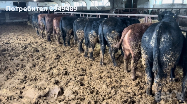 Месодайни телета