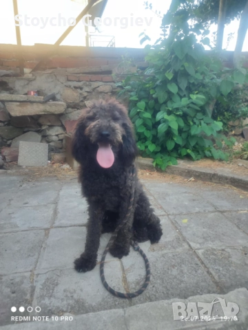 Лабрадудел женски