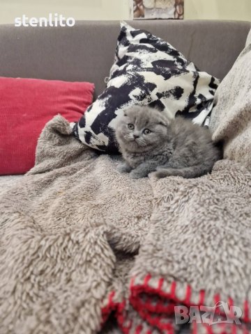 Шотландски клепоухи котета , снимка 10 - Британска късокосместа - 33045360