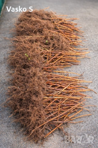 Качествен разсад на малини и ягоди