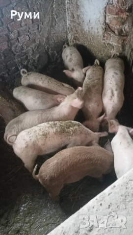 Продавам прасенца, снимка 4 - Прасета - 52672895