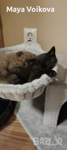 Пухкаво британче, пантера , снимка 9 - Британска късокосместа - 52978517