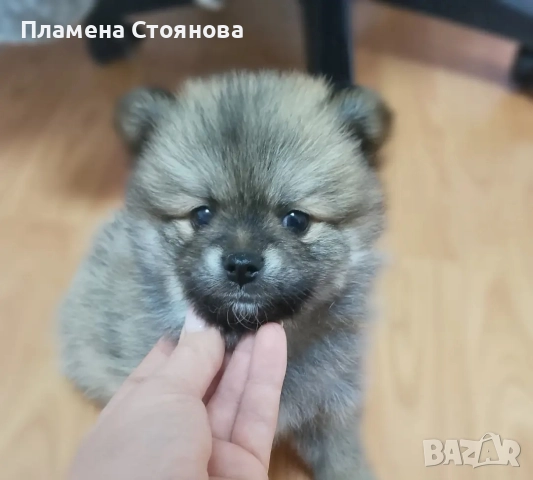 Продавам малки померани , снимка 5 - Померан - 52697875