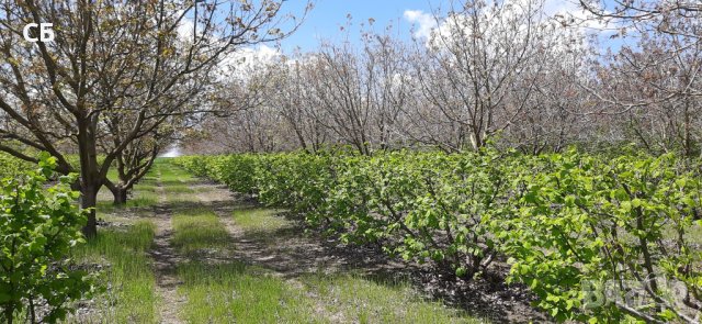 Орехова градина - 20 дка, снимка 17 - Земеделска земя - 26262761