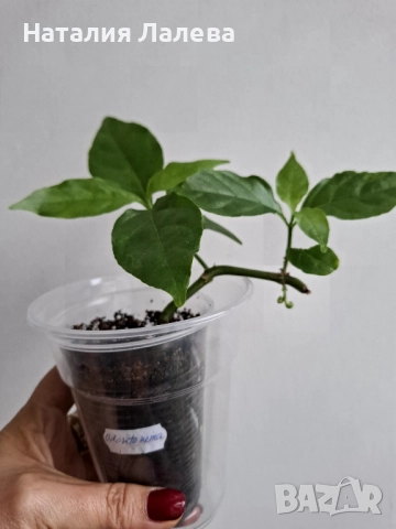 Одонтонема, odontonema, снимка 3 - Стайни растения - 52050664