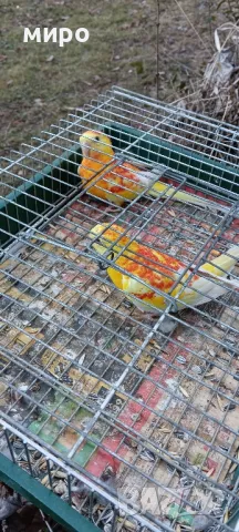 Пойни папагали !, снимка 7 - Папагали - 49105226