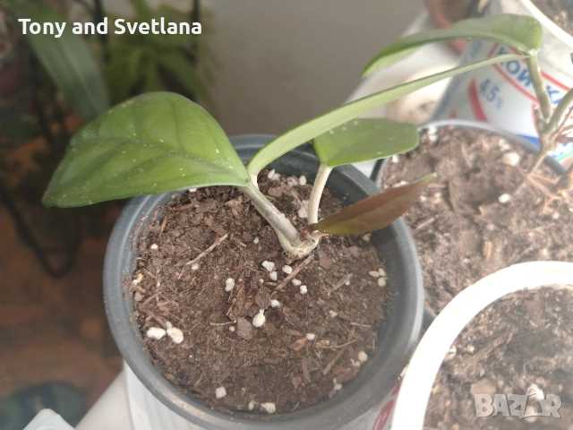 Стайни цветя- Хоя /Восъчниче (Hoya Carnosa), Сансевиера мини, Хлорофитум, Традесканция Зебрина, снимка 2 - Стайни растения - 53572534