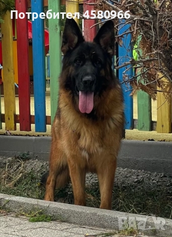 Топ Немски Овчарки , снимка 7 - Немска овчарка - 51913768