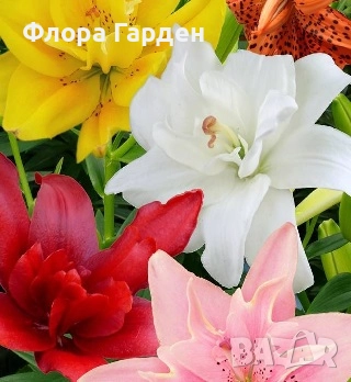 ЛИЛИУМ - Луковици/ПРЕДВАРИТЕЛНИ ПОРЪЧКИ, снимка 17 - Сортови семена и луковици - 40209682