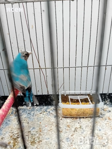 Продавам гулдови амадини , снимка 5 - Амадини - 52787517