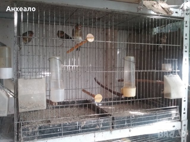 Продавам певчески канари, снимка 15 - Канари - 26796085