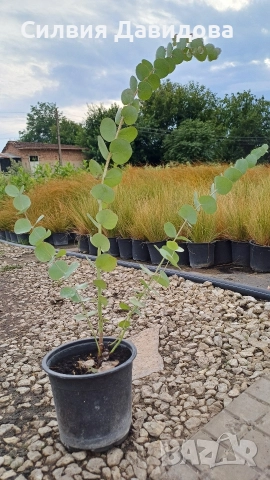 Евкалипт, снимка 5 - Други стоки за дома - 52773023