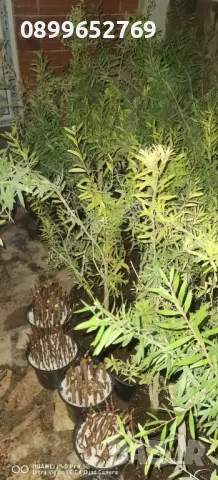 Калистемон, снимка 2 - Стайни растения - 49320811