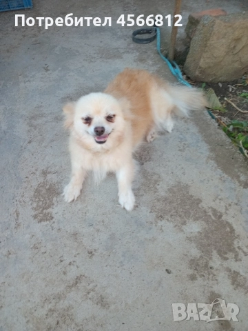 Немски шпиц , снимка 5 - Немски шпиц - 51460822