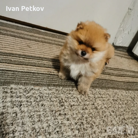 померан, померанчета, снимка 4 - Померан - 53431412