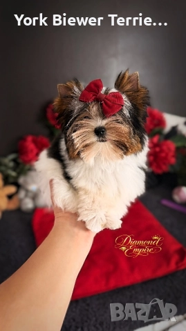 Йорк мини! Малка кукла с родословие търси своята любяща майка