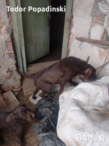 Куче дратхар срешно