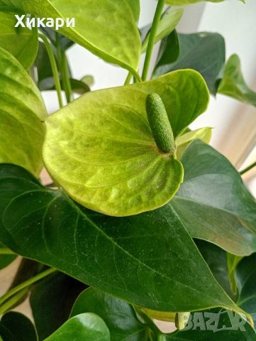 Антуриум с цвят, снимка 5 - Стайни растения - 53574512