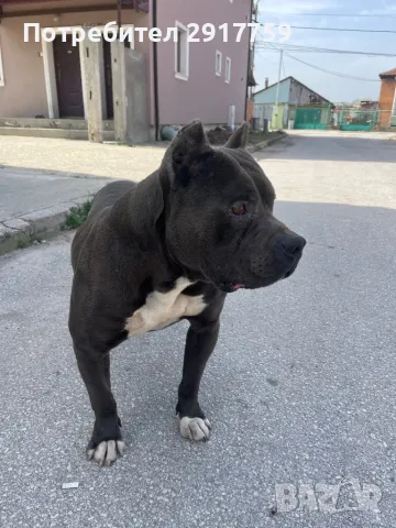 Продавам американско були, снимка 1