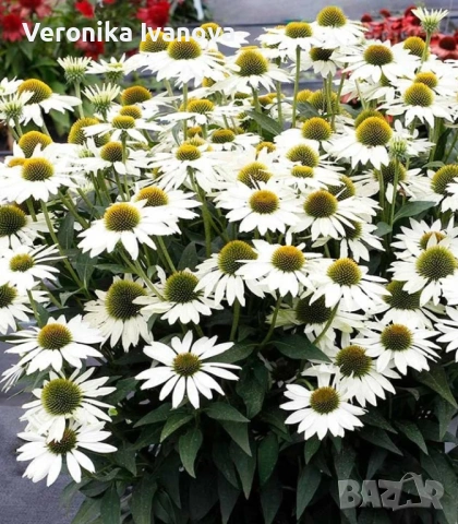 Эхинацея, снимка 2 - Градински цветя и растения - 53078180