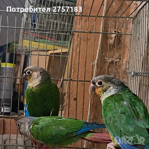 продавам пирура мулино