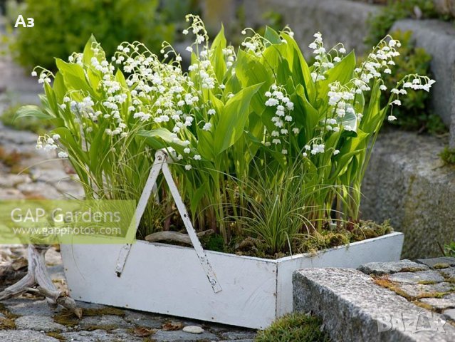 Продавам цветя Момина сълза, бяла и розова (гъсти съцветия) – разсад, снимка 3 - Разсади - 39640258