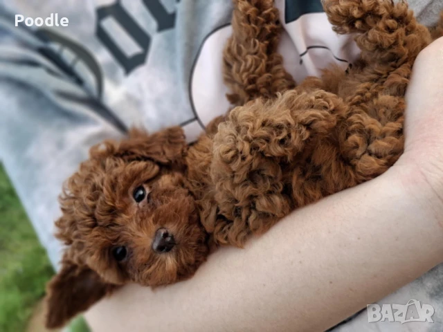 Той Пудел, снимка 1