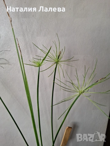Циперус, водна палма, cyperus haspan, снимка 2 - Стайни растения - 53409270