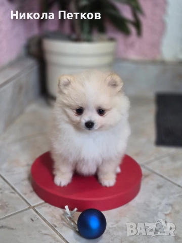 Померан , снимка 4 - Померан - 52790450